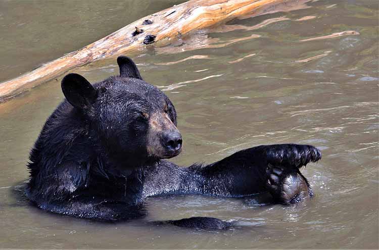 bear playing in pond